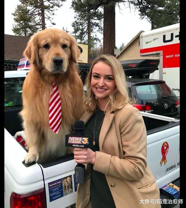 记者采访一只金毛, 它面对镜头十分的紧张: 什么都不知道别问我!