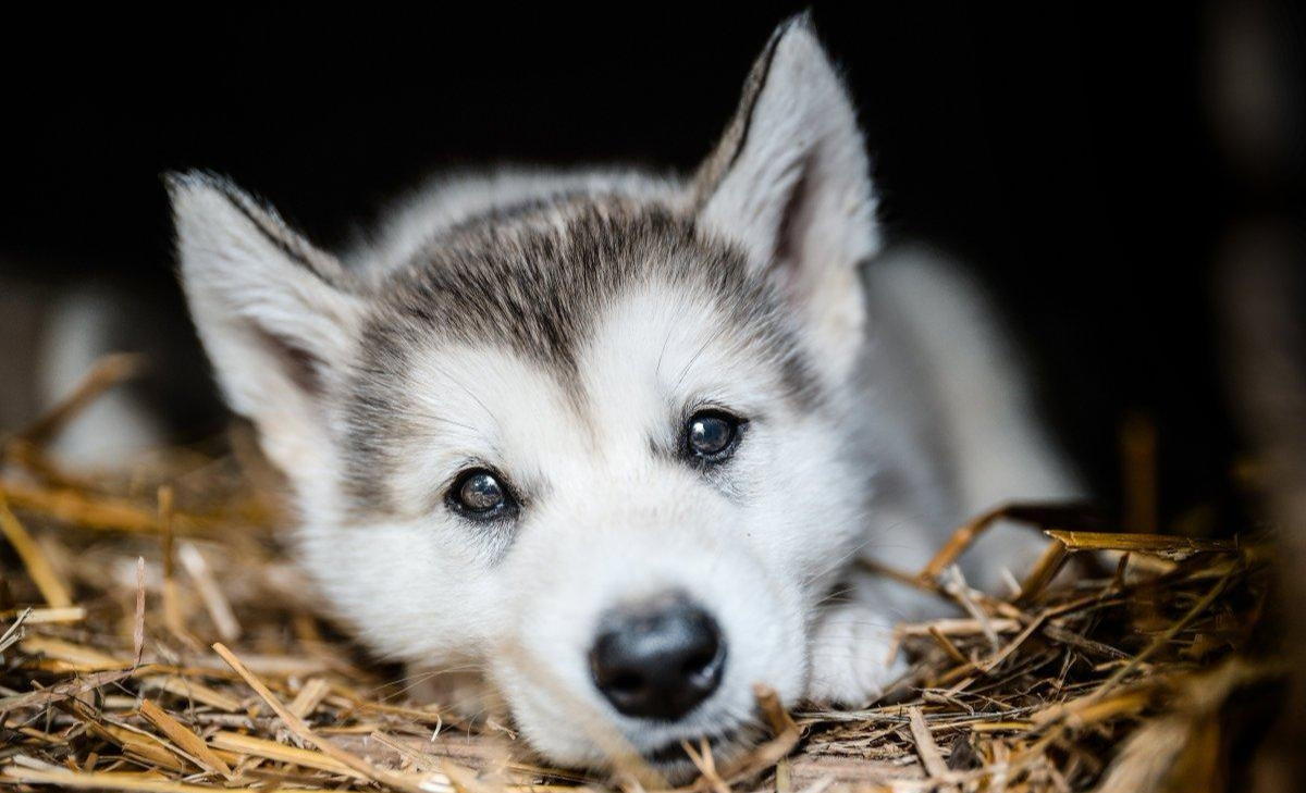 阿拉斯加成为网红狗后, 受到不少人喜爱, 那阿拉斯加究竟好养吗?