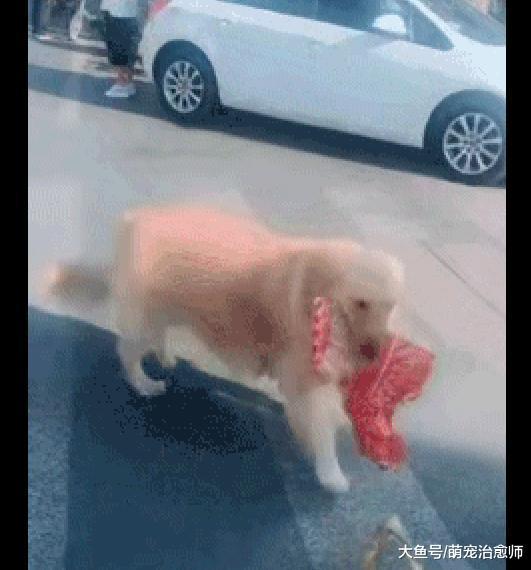 金毛叼着一大块排骨在街上走来走去, 这是偷完排骨想着急回家吗?