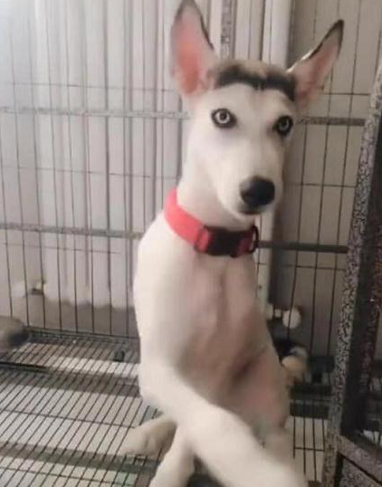 带二哈去剪毛, 剪完后老板竟还送包火锅底料! 几天后主人终于懂了