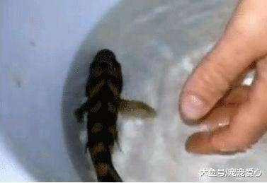 男子捞了一条鱼回来, 发现它的嘴巴紧紧闭着, 撬开后男子大乐