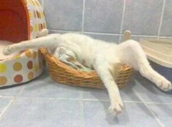 有人说猫的身子是水做的, 当看了这些奇葩姿势的时候, 不得不信了