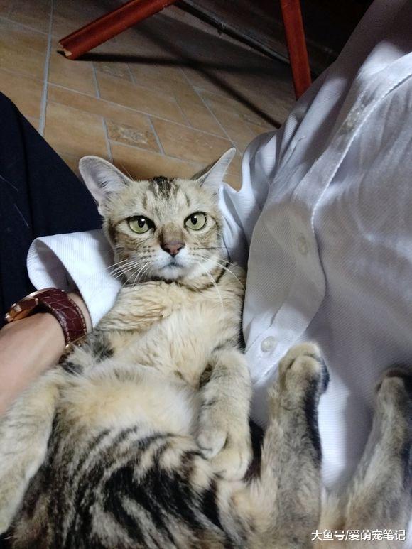 陪伴一年多的狸花猫突然病危, 男孩在接到电话通知后, 当时就哭了