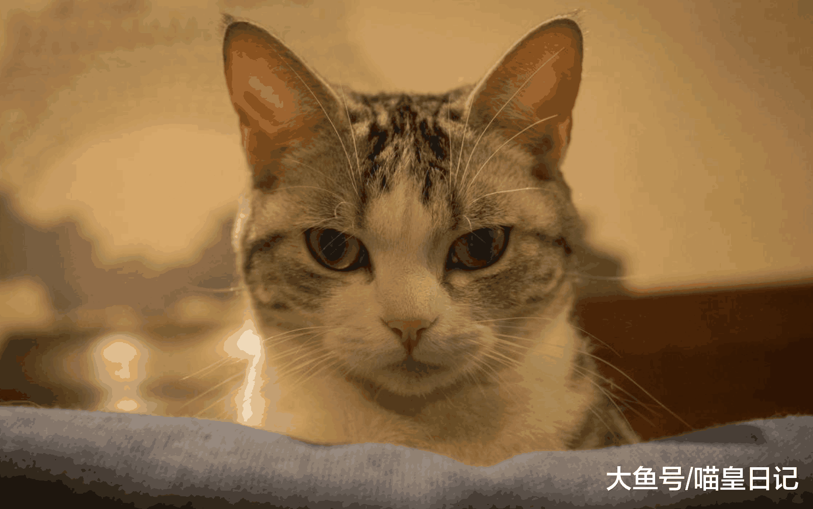 那些给喵星人买衣服的铲屎官们, 你确定你家猫是真的觉得冷吗?