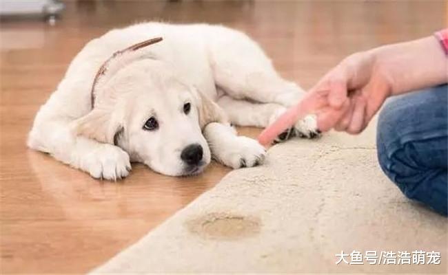 狗狗明知道自己做的事会挨揍, 为啥还会去做? 原因有5个