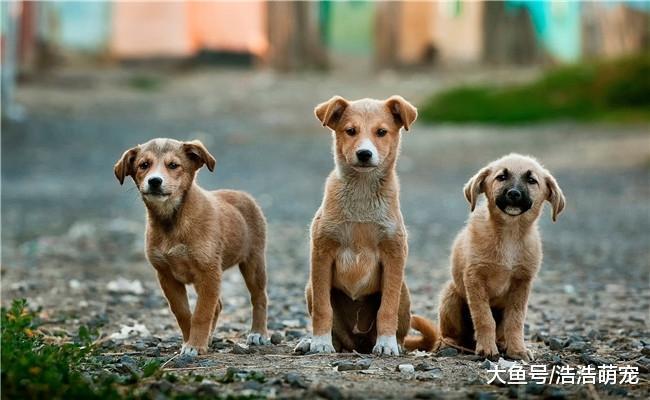 第一次养狗需要注意什么? 有四个方面需要了解, 都是基础知识