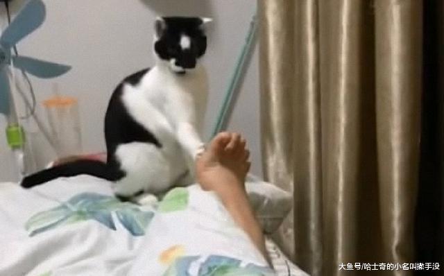 主人伸出脚丫要和猫咪击掌, 猫咪犹豫了半天才放上去, 猫生不易啊