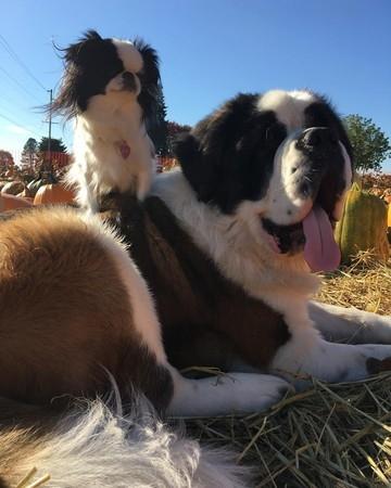 最萌身高差! 圣伯纳和蝴蝶犬每天背背玩不腻: 超有夫妻脸