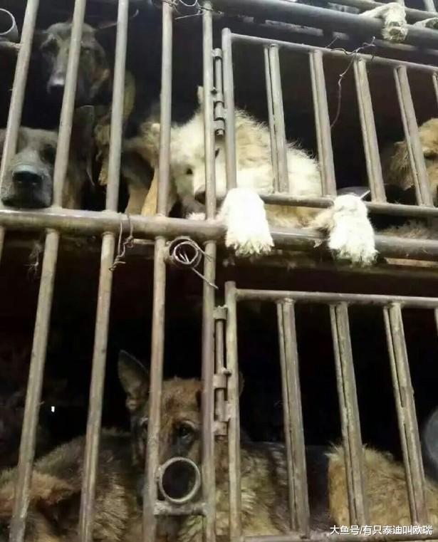 狗狗被运往屠宰场, 趴在铁笼前的表情让人心酸想哭