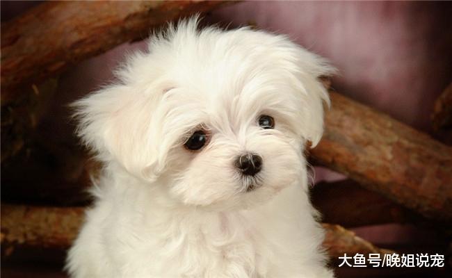 比熊犬出现这四种表现时, 它可能要得抑郁症, 需要宠主重视