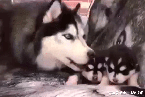 二哈生了两只娃, 却用毯子把它们包起来, 原来是有目的