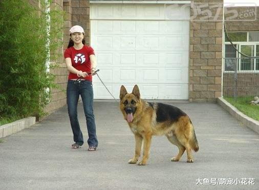 最适合女生饲养的5种中大型犬, 颜值高, 护主能力还一流!