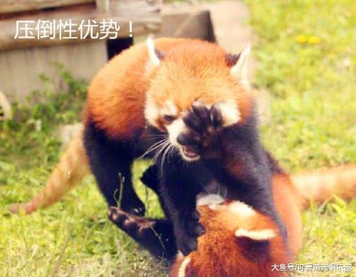 小熊猫打架打赢后, 昂首挺胸跑到了摄影机旁: 快, 多给我点镜头!