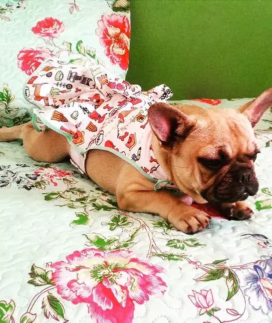 宠物就像小孩子