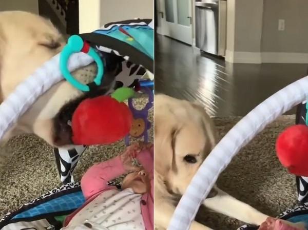 黄金猎犬抢玩具惹小主人爆哭, 见状秒松口趴下忏悔: 我错了