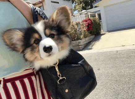 好心有好报! 救了一只流浪小柴犬, 如愿高薪被聘为摄影师兼模特