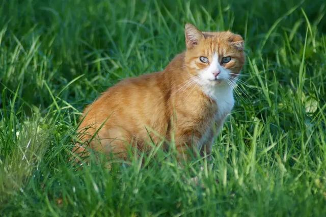 佩蒂股份今年前三季度利润猛增, 海外产能近半应对贸易战