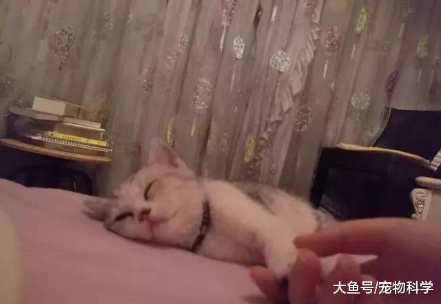 沉迷于这只盛世美颜的猫