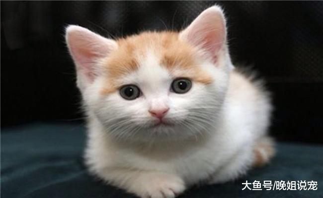 猫咪为什么会盯着睡着的主人看? 原因有四个, 看完长知识了