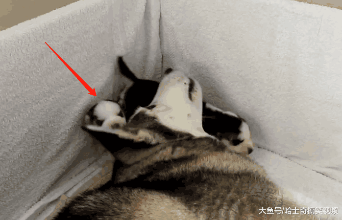 二哈刚当妈不懂喂奶, 却把奶狗卡在墙角, 网友: 智商捉急