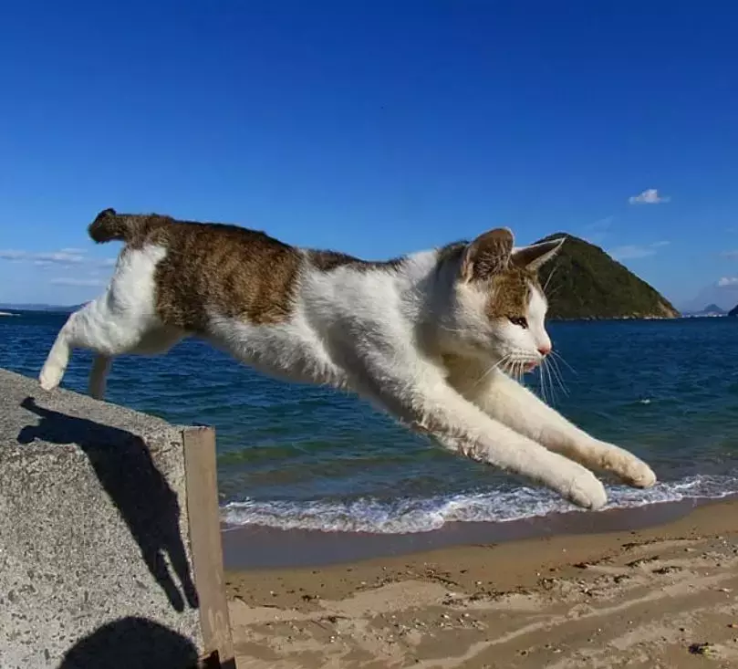 飞翔吧, 喵星人