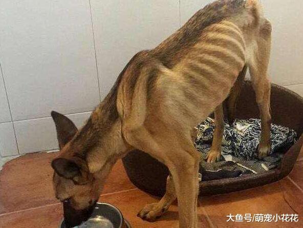 狗狗吃“便便”的4个原因, 你一定没想到!