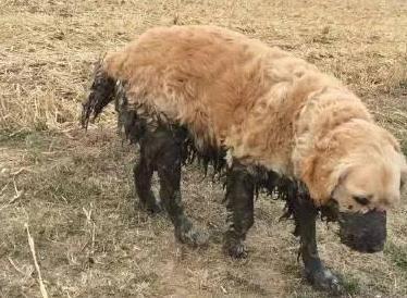 金毛犬真的好养吗? 不要被那些“谎言”骗了, 盘点它的5大缺点!