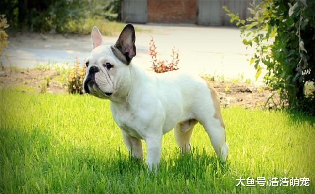 最受欢迎的5种狗狗, 哈士奇上榜, 第五个对孩子有耐心