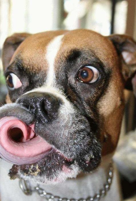 想知道你家狗狗是不是“智障狗”, 看看它有没有这些表现就好了!