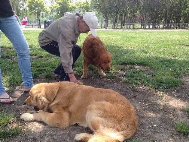 金毛犬, 劝你不要这样养, 不然会减短它的寿命!