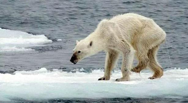 北极熊被饿到瘦骨嶙峋, 摄影师想喂食却被阻止, 向导: 这是违法的