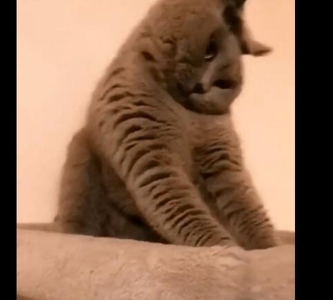 铲屎官心血来潮给猫咪扎头发, 结果却害的喵星人有些神志不清!