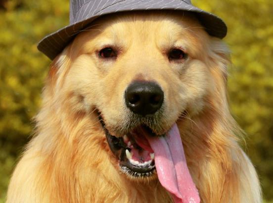 主人想上厕所, 让金毛帮自己排队买东西, 回来一看笑到胃抽筋