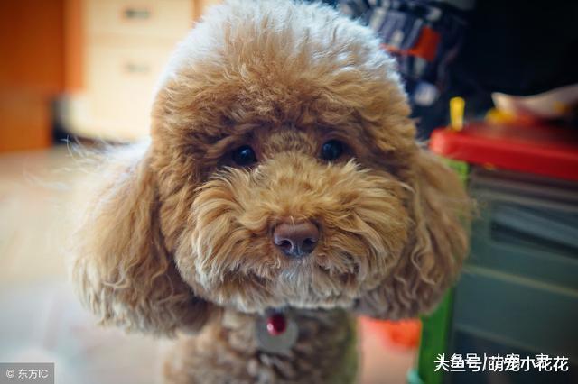 泰迪犬临终前的5个表现, 当最后一个出现, 你就再也见不到它了!