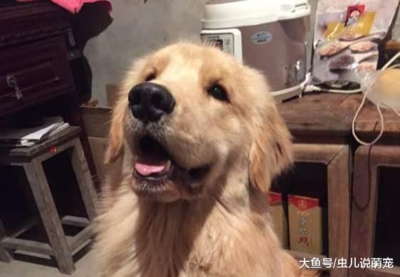 网友担心金毛晚上被偷走, 让金毛和自己睡在一起