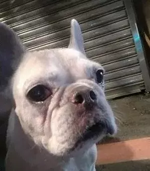 养10年被弃, 这只法斗认错前主人的背影后, 悲伤到流泪...