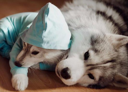 花300块买的哈士奇, 刚撒手就跑去看小姐姐, 真是一只二货!