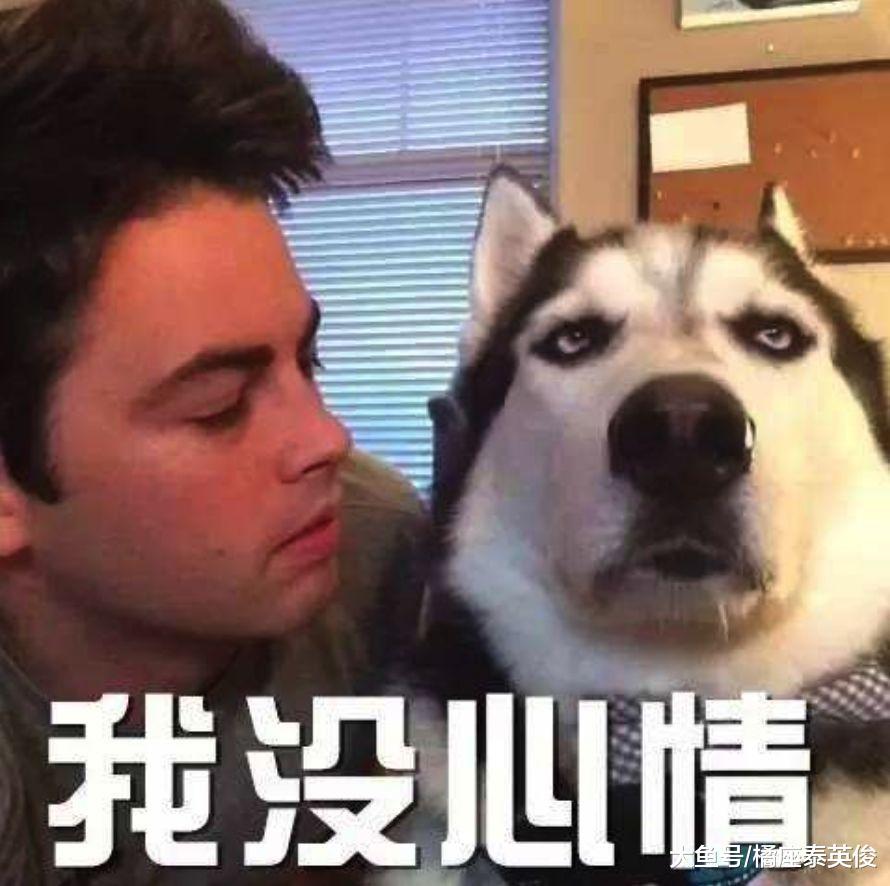 你家狗狗有没有什么过人的特长? 我都不好意思说, 我家狗特能装!