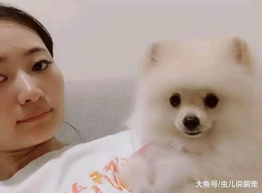 女孩只要在家博美就让她抱着, 如果女孩不抱它, 它就一直……