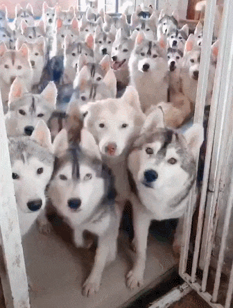 主人养了一屋子二哈, 它们等开餐的画面, 真叫一个有排面!