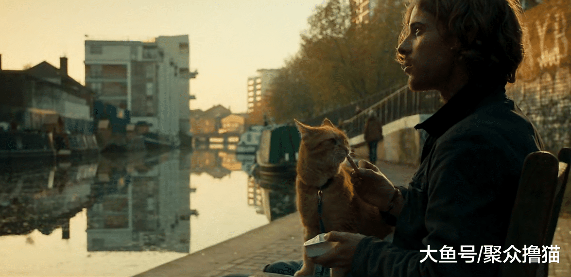 一只可以帮人戒毒的猫咪, 让人成功戒掉毒瘾, 转而成为吸猫患者