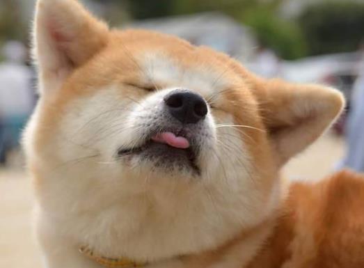 小柴犬偷吃零食, 被铲屎官逮个正着, 摔倒了都咬着吃的不松口