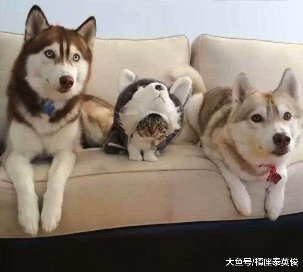 求助: 我家猫咪最近总有些奇怪的行为! 网友: 狗养大的都这样!