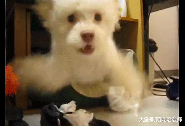 狗狗拆家被网友抓个现行, 没想到它直接冲向主人: 我和你拼了!