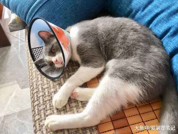 被朋友家人抛弃的英短猫, 在外面流浪的三周后被女孩收养, 好有爱