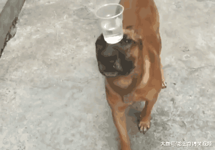 狗狗因拥有超强平衡力而走红, 网友: 来自印度的吗?