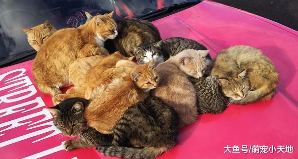 浪猫军团霸占停车场依偎成毛球取暖, 车主笑: 整排只睡我的车
