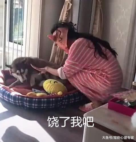 万圣节主人带着魔鬼面具吓二哈, 丈夫看到后: 人和狗总要疯一个