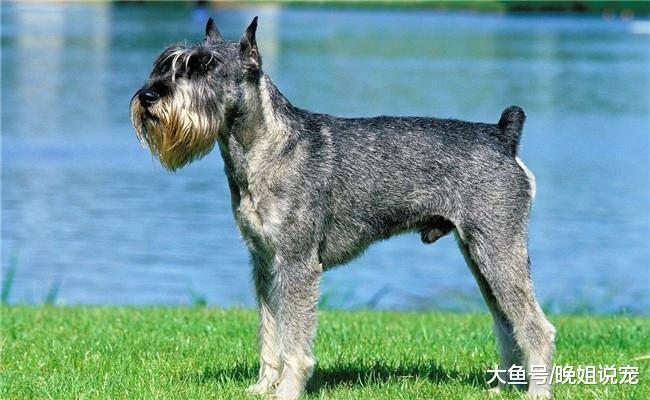 雪纳瑞被称“最完美”的小型犬, 但它有4个缺点, 看完后你还想养吗?