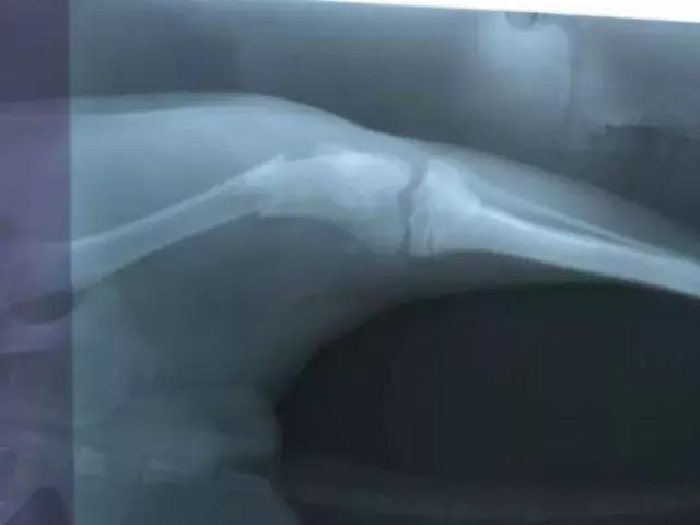 金毛意外骨折需休养, 主人调理后狗狗胖五斤, 食补的三点重要技巧